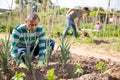 Young pakistani man farmer during working with garlic