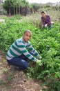 Young pakistani man gardener during working with potatoes bushes