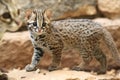 Young palawan leopard cat