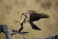 Young Pale Chanting Goshawk (Melierax canorus) Royalty Free Stock Photo