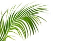 Young palm fronds