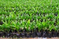 Young palm oil plants