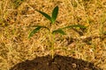 Young palm tree Royalty Free Stock Photo