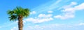 Young palm tree against the cloudly blue sky. Space for text. Vacation at sea. Tropics. Summer rest. Royalty Free Stock Photo