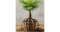 Young palm tree with exposed roots in a clear pot Royalty Free Stock Photo