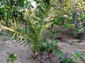 Young palm tree in a farm 1 Royalty Free Stock Photo