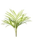 Young palm tree isolated Royalty Free Stock Photo