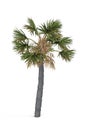 Young palm tree isolated on a white background Royalty Free Stock Photo