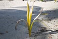 Young palm tree isolated Royalty Free Stock Photo