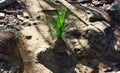 Young palm tree at Ngungun Glass House Mountains National Park Royalty Free Stock Photo