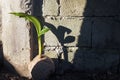 Young palm tree sapling in old coconut. Coco nut seed. Tropical coco palm growing from seed. Royalty Free Stock Photo