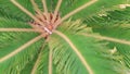 Young palm tree seen from above