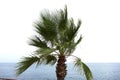 Young Palm Tree in the Wind Royalty Free Stock Photo