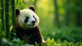 A young panda bear in a lush bamboo forest, sunlight filtering through the canopy, creating a serene and peaceful atmosphere. Royalty Free Stock Photo
