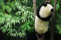 Young panda eating bamboo