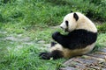 Young panda eating bamboo