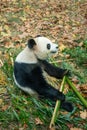 Young panda enjoys eating bamboo for lunch, Chengdu - China