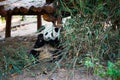 Young panda sitting and eating bamboo while saluting with his ha