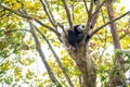 Young panda sleeping in a tree