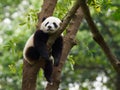 Young Panda Sleeping In A Tree