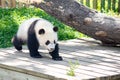 Young panda walking