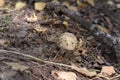 Young panthercap mushroom with brown lightly spotted, domed cap Royalty Free Stock Photo