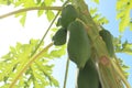Young papaya fruit on the tree during the day Royalty Free Stock Photo