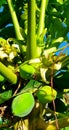 Young Papaya Fruits with Budding Flowers