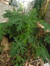 Young papaya leaves