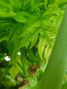 Young papaya leaves that start to grow