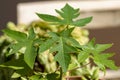 Young papaya plant.