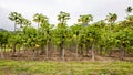 Papaya Plantation, Rarotonga, Cook Islands, Pacific Ocean Royalty Free Stock Photo