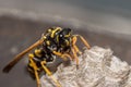 A young Paper Wasp Queen builds a nest to start a new colony