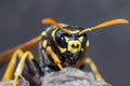 A young Paper Wasp Queen builds a nest to start a new colony