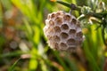 Young paper wasp queen on plant stem