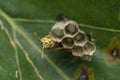 Young paper wasp queen, Polistes species closeup, Satara