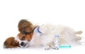 Young papillon dog sick Royalty Free Stock Photo
