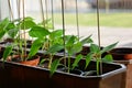 bell pepper seedlings in plastic pots ready to plant Royalty Free Stock Photo