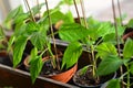 bell pepper seedlings in plastic pots ready to plant Royalty Free Stock Photo