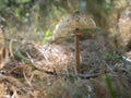 The parasol mushroom Macrolepiota procera, Lepiota procera growing in the wood Royalty Free Stock Photo