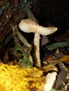 The parasol mushroom Macrolepiota procera or Lepiota procera growing in the forest. Royalty Free Stock Photo