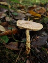 The parasol mushroom Macrolepiota procera or Lepiota procera growing in the forest.