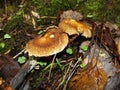 The parasol mushroom Macrolepiota procera or Lepiota procera growing in the forest.