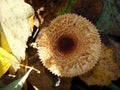 The parasol mushroom Macrolepiota procera or Lepiota procera growing in the forest. Royalty Free Stock Photo