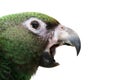 Young Parrot Royalty Free Stock Photo