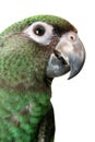 Young Parrot Royalty Free Stock Photo