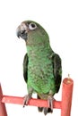 Young Parrot Royalty Free Stock Photo