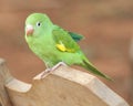 Young Parrot Baby