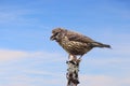 Young parrot crossbill (Loxia pytyopsittacus) perched on a tree Royalty Free Stock Photo