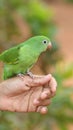 Young Parrot On Hand Royalty Free Stock Photo